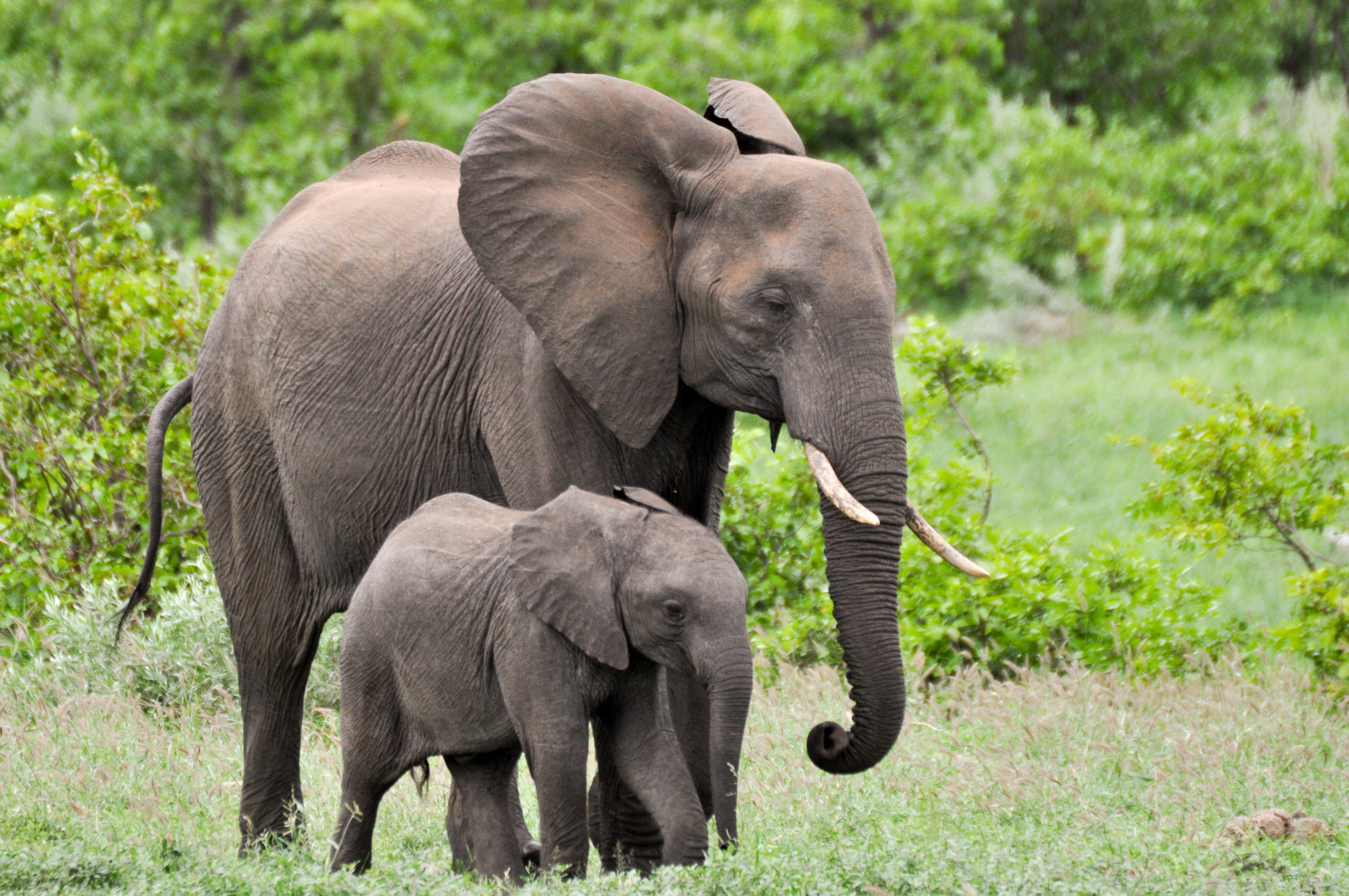 How To Make Elephant Tusks